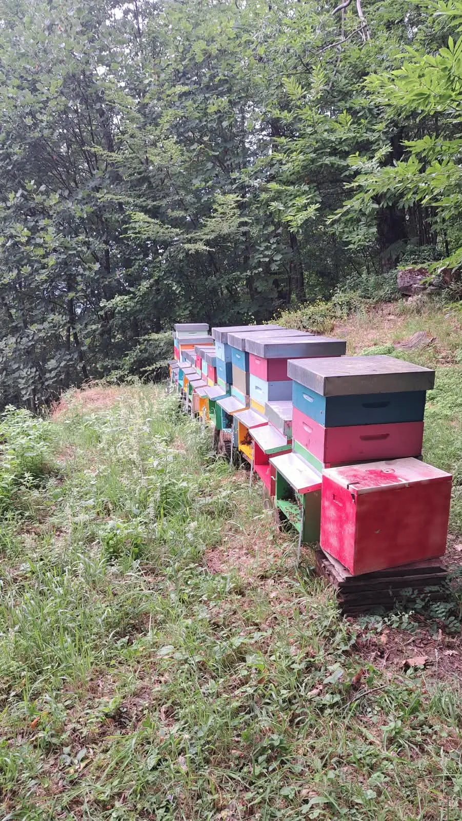 The painted hives along the treeline
