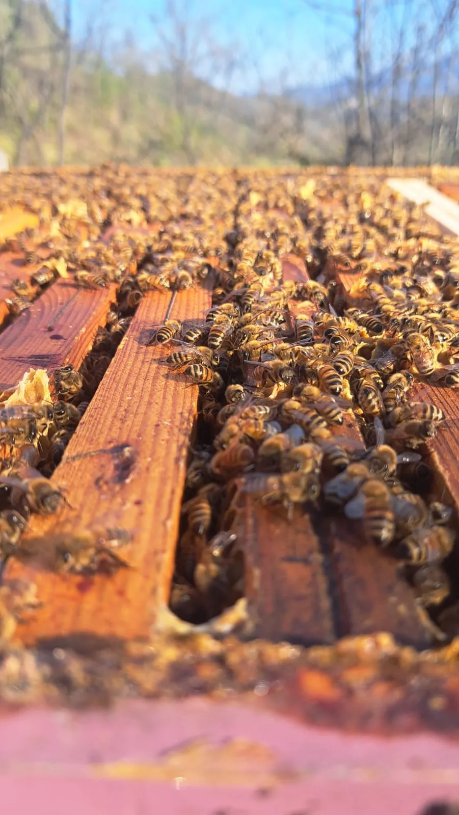 Bees on the frames